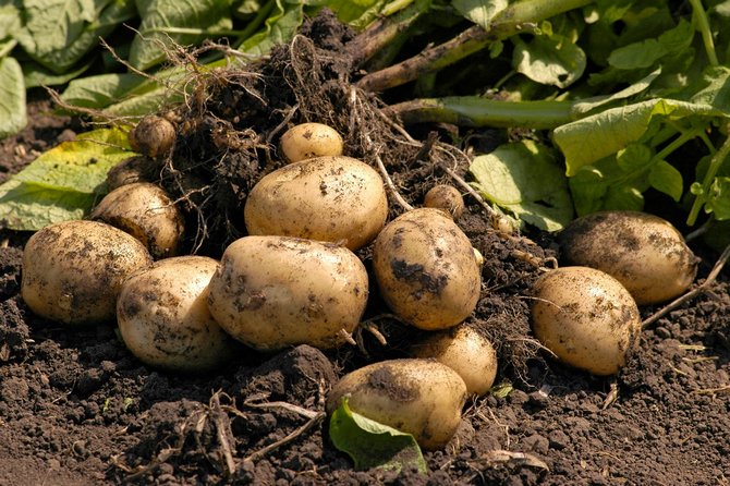 Growing potatoes according to Dutch technology at their summer cottage
