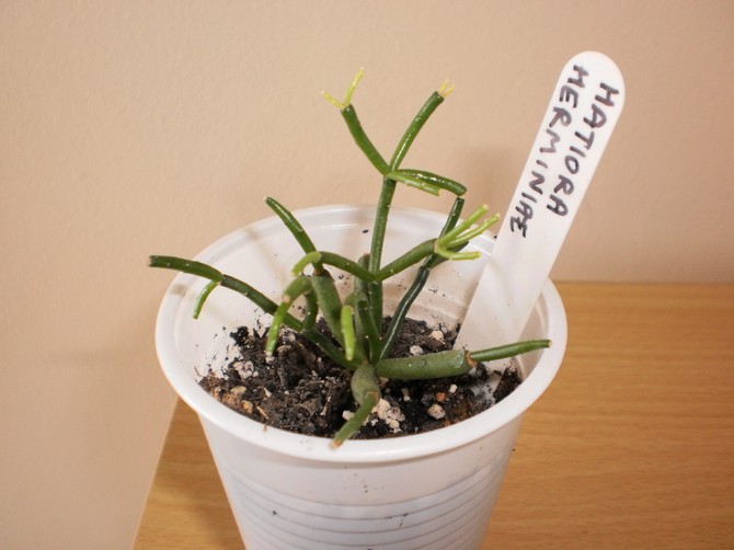 Reproductie van de hatiora-cactus