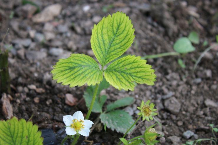 Chloroza truskawek