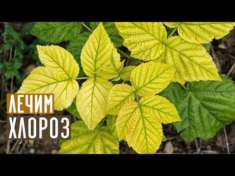 Najbardziej skuteczna metoda walki z chlorozą / Przewodnik po ogrodzie