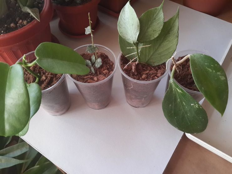 Hoya cuttings