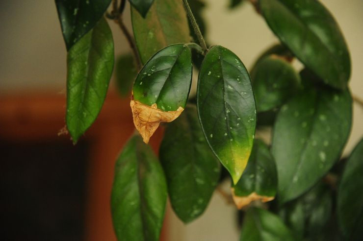 Hoya diseases