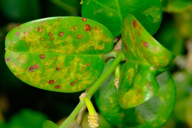 Hoya diseases