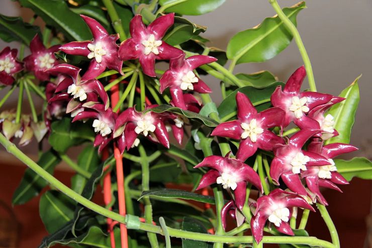 Hoya majestic, or imperial