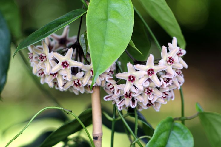 Hoya description