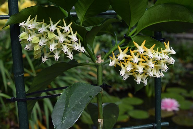 Hoya multiflora, or multiflorous