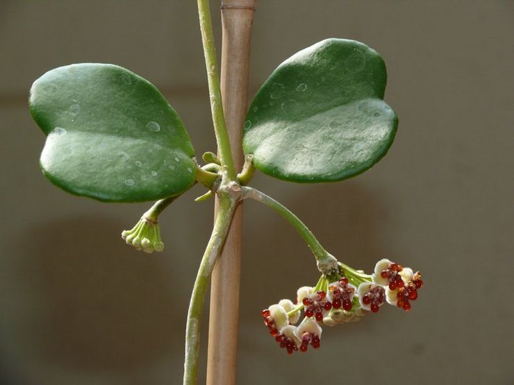 Hoya Kerry