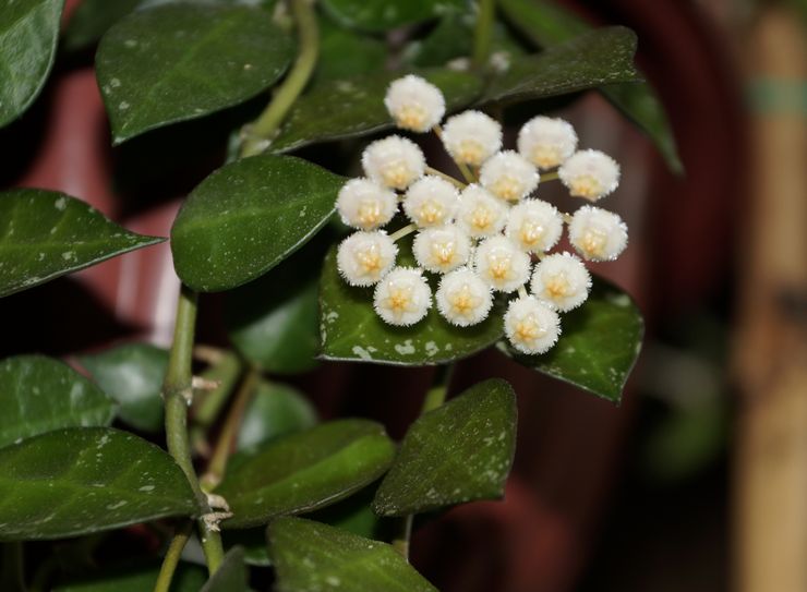 Hoya concave