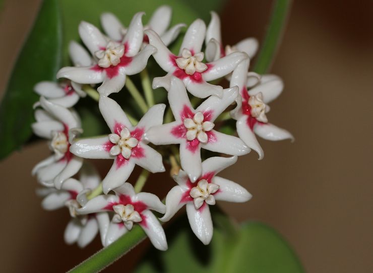 Hoya cupped