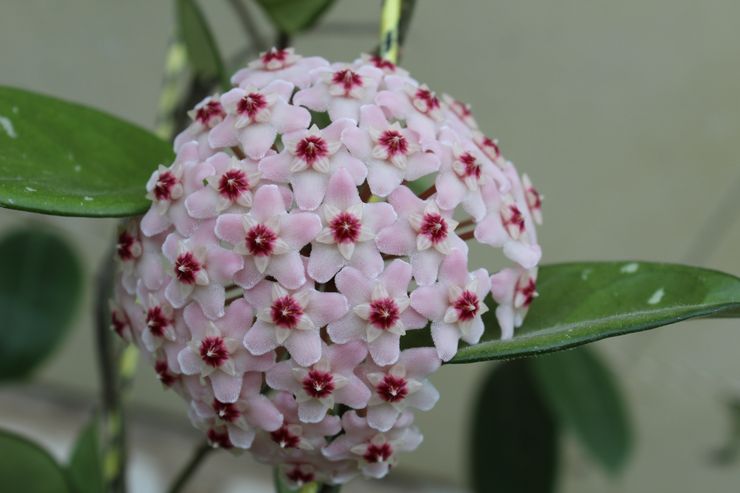 Hoya bloom