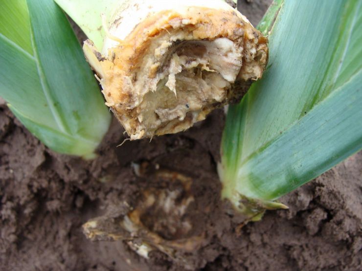 Pests and diseases of irises