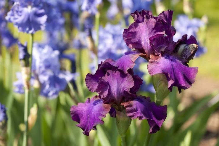 Bearded irises