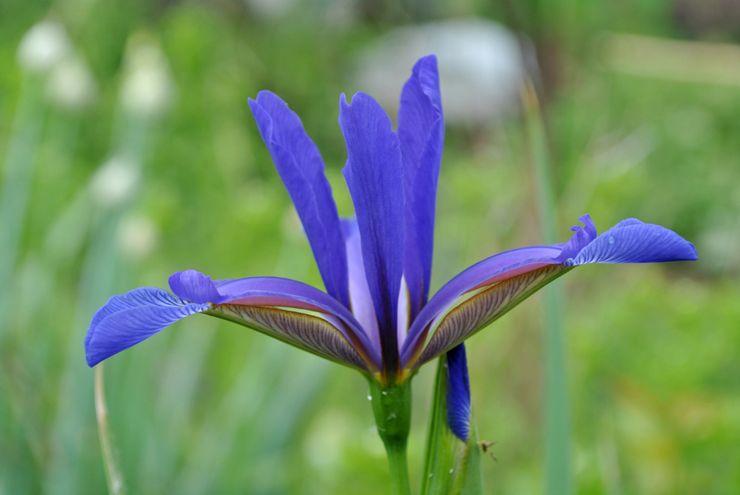 Iris spuria