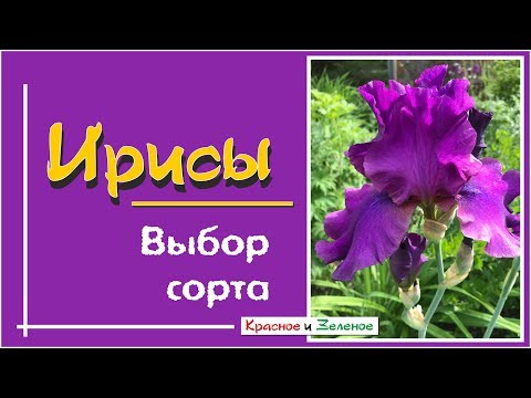 IRISES. How to choose the best variety for your garden?