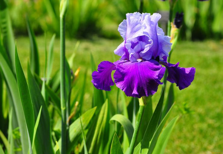 Description of iris
