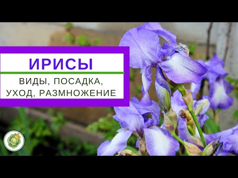 IRISES - varieties, planting, care, reproduction