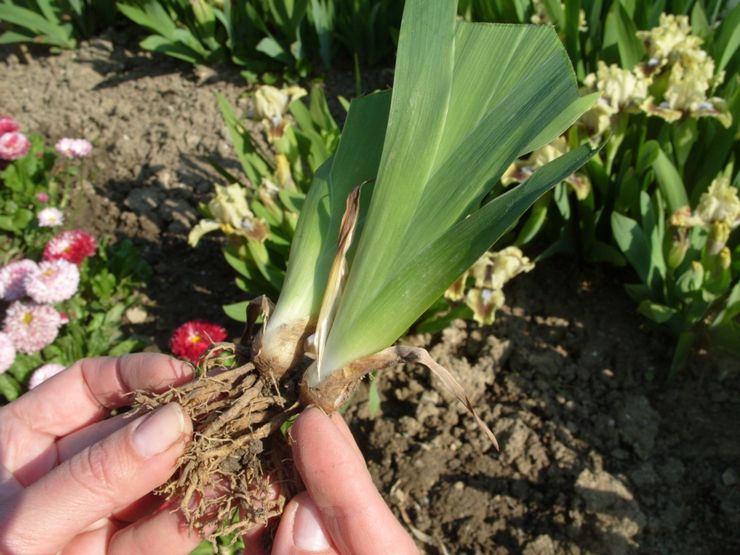 Planting irises in open ground