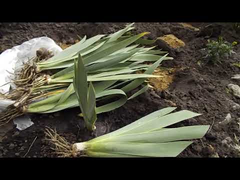 CORRECT LANDING OF IRIS - IF YOU ADHERE TO THESE RULES, THE IRIS WILL FLOWER EVERY YEAR.