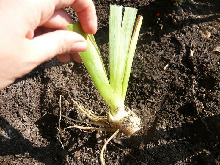 Planting irises in spring