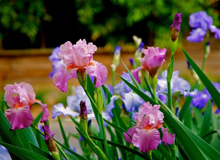 Caring for irises in the garden