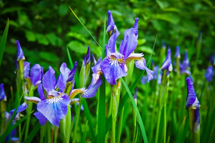 Iris plant