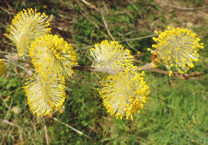 Useful uses of goat willow