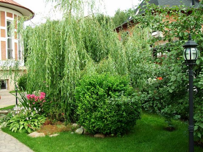 What varieties of willow exist