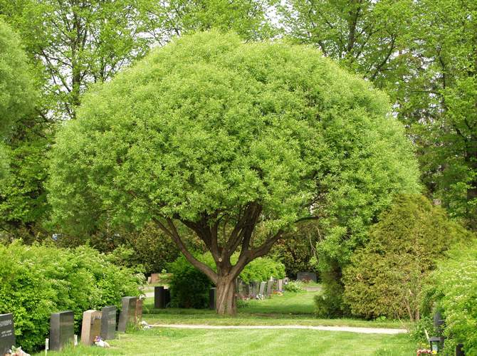 Geit wilg. Foto, planten, bijsnijden en verzorgen. Beschrijving van variëteiten