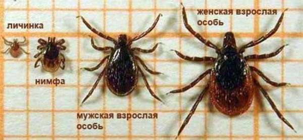 If the area of ​​your site is small, then you can get rid of ticks without chemicals.