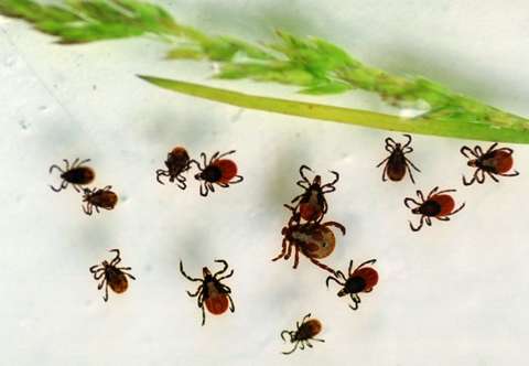 How to treat the area from ticks yourself with folk remedies
