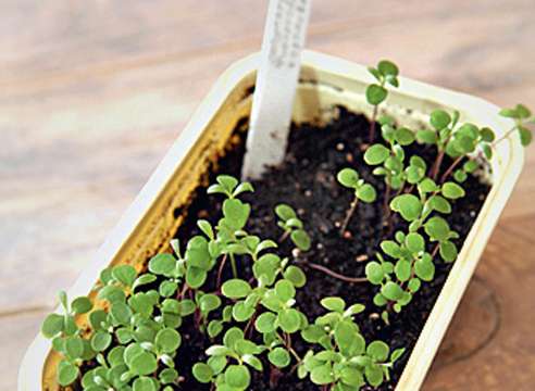 lobularia growing from seeds when to plant