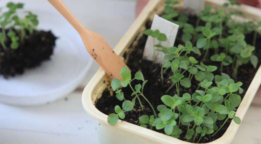 lobularia from seeds at home