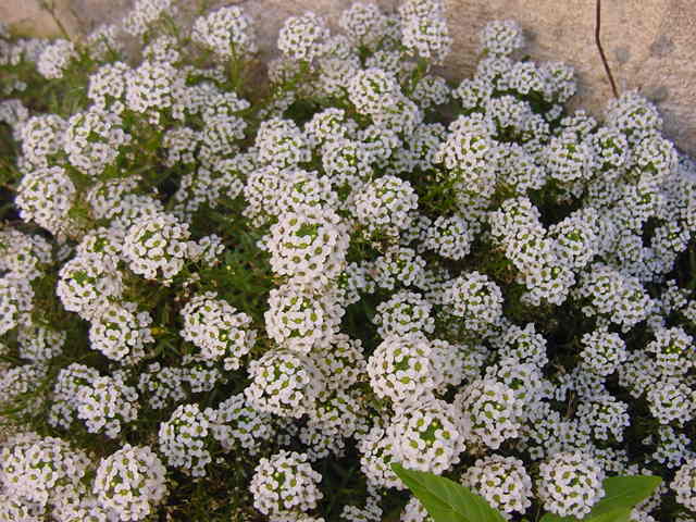 flowers lobularia planting and care photos