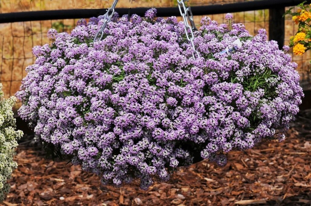 lobularia planting and care in the open field
