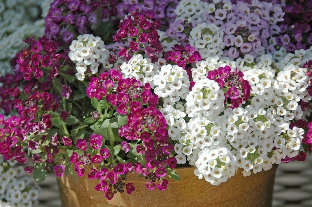 lobularia growing from seeds when to plant