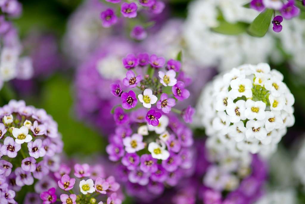 lobularia planting and care photos