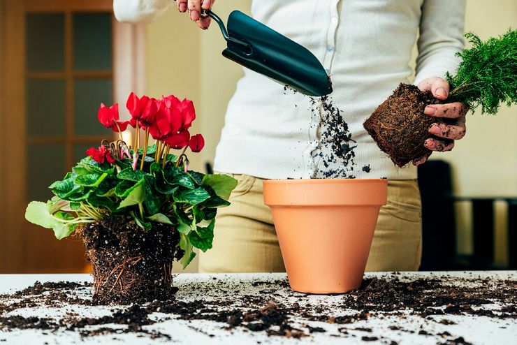 Goede verzorging van bloemen