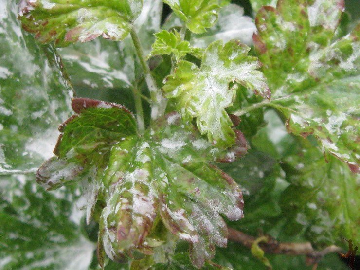 We fight powdery mildew with folk methods