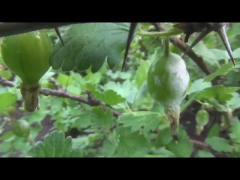 # Treatment of gooseberry powdery mildew