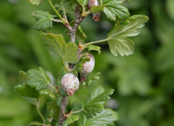 How to get rid of gooseberry powdery mildew