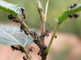 A hangyák leggyakrabban művelt területeken élnek, ahol a talajt ritkán érintik. Felmászhatnak a webhelyére a szomszédoktól vagy egy erdőövezetből.
