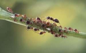 За да се отървете от мравките, можете да използвате различни средства, от естествени до химически. Всеки метод на борба има своите предимства и недостатъци, така че изборът зависи от личните предпочитания.