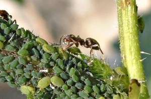 Hogyan lehet megszabadulni a hangyáktól a kertben. Hagyományos módszerek vagy kémia