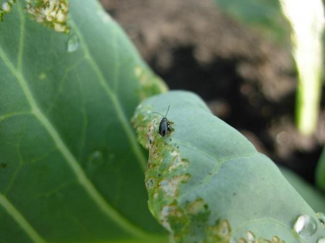 Kruisbloemige vlo bestrijden zonder chemicaliën