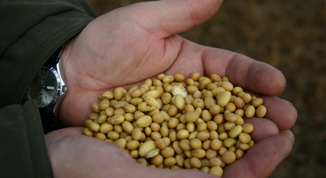 Aardappelen poten uit zaden