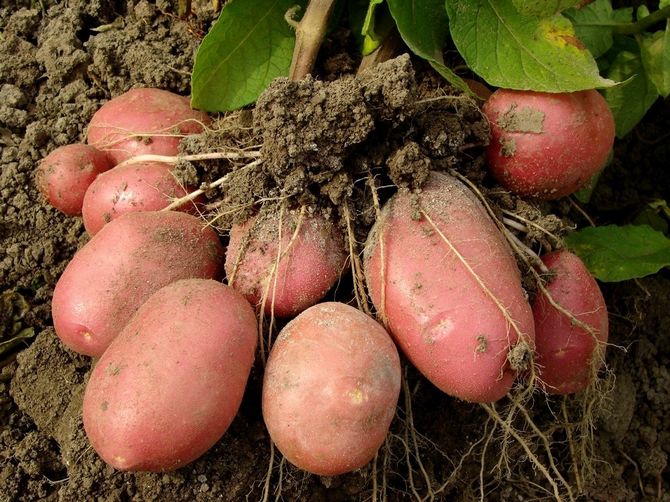 Mini-aardappelknollen kweken uit grote knollen