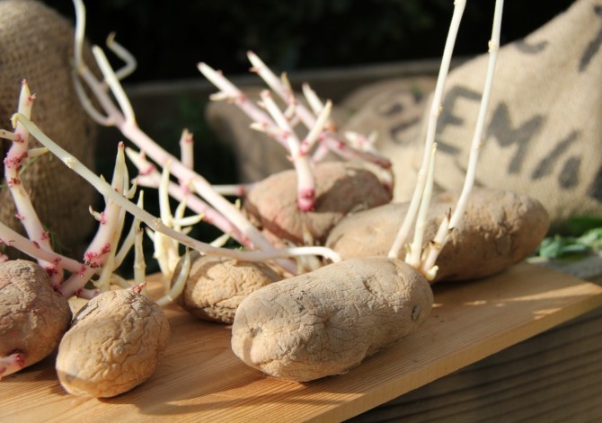 Pootaardappelen kweken van spruiten