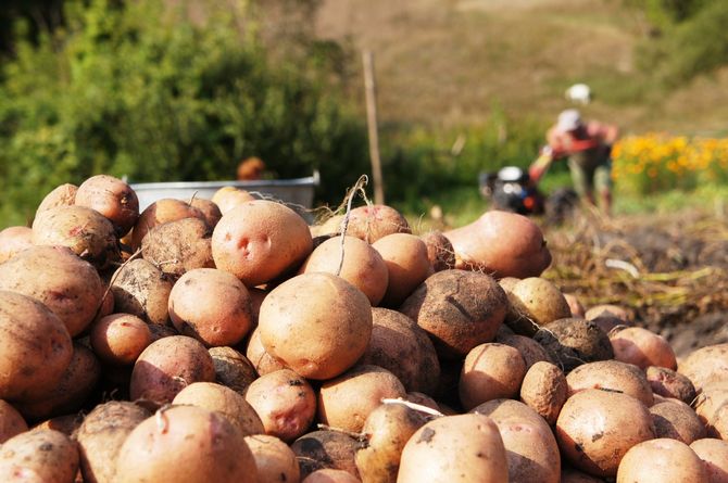 Een aardappelras upgraden: 5 manieren