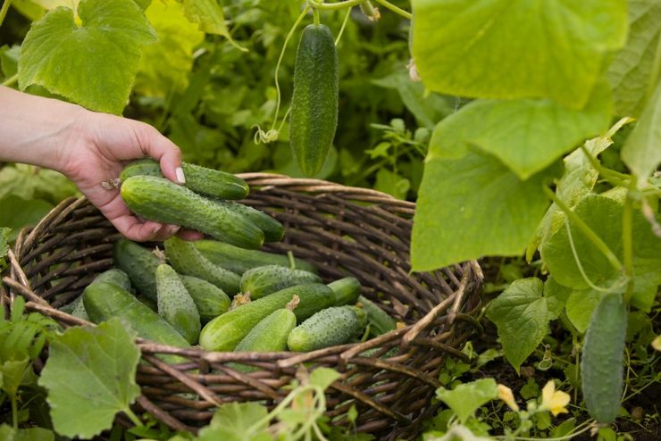 Cucumber growing technology