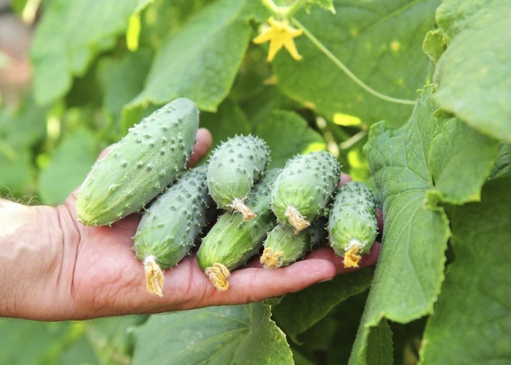 30 kg of cucumbers per bush